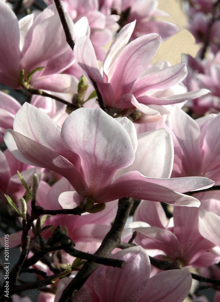 Fototapeta premium pink flowers of magnolia tree at spring