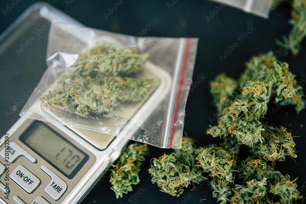 A drug dealer weighs cannabis flower marijuana on a scales concept of  legalizing herbs weed Stock Photo