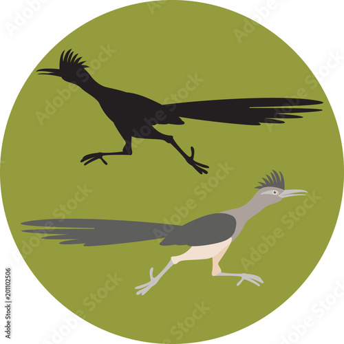 Roadrunner bird running  vector illustration flat style black silhouette