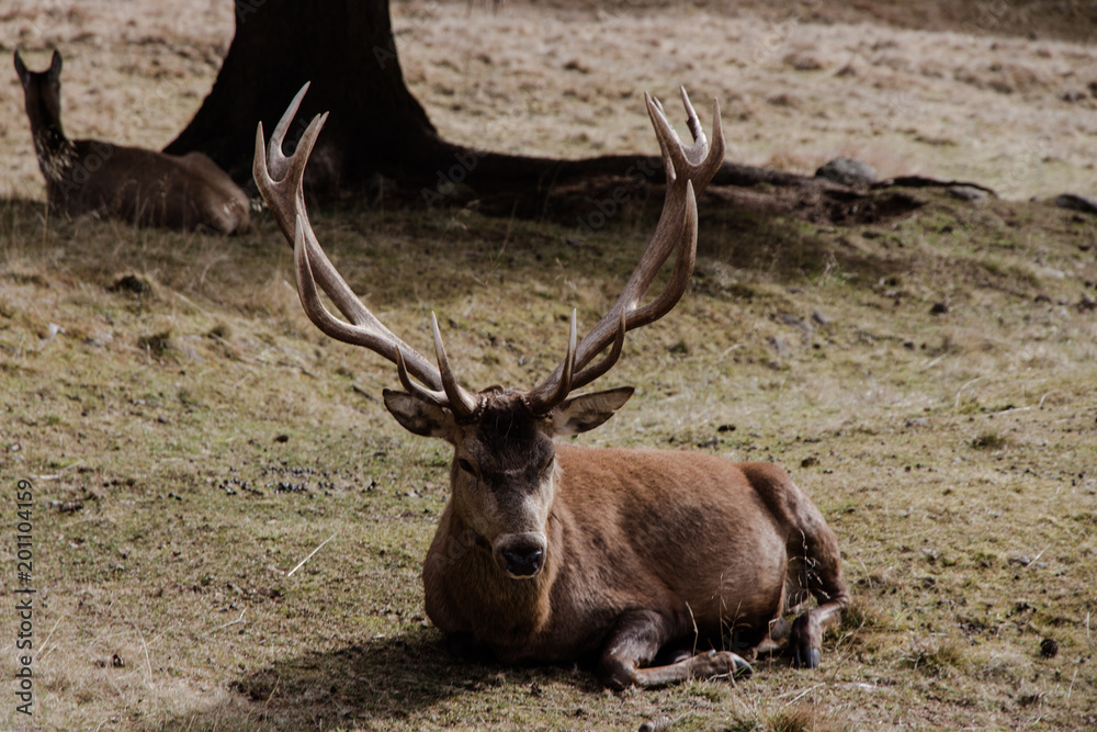 Deer Rests In The Shade Of A Large Tree Deer Rests In The Shade Of A Large Tree
