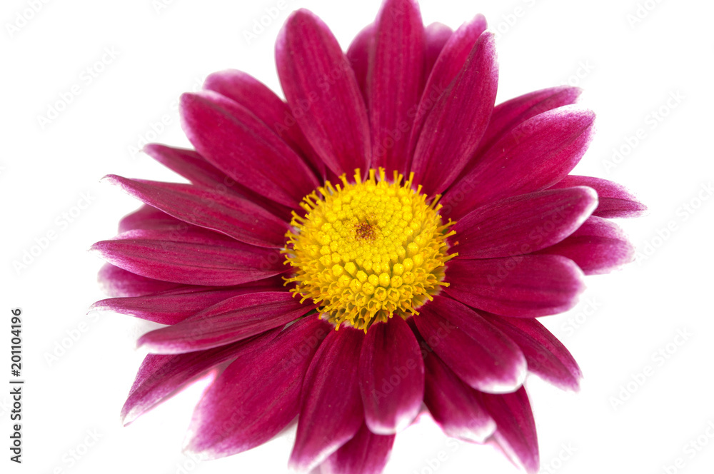 beautiful purple pink flower isolated on white beautiful purple pink flower isolated on white