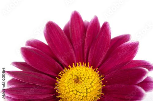 beautiful purple pink flower isolated on white