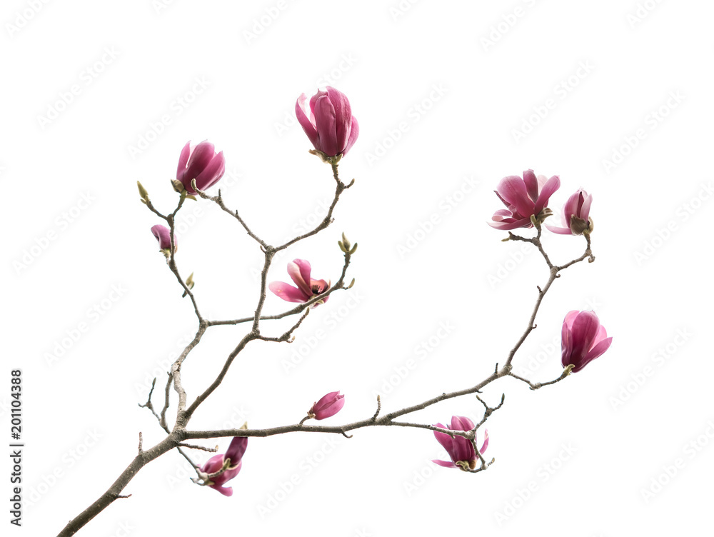 Naklejka premium Pink magnolia flowers isolated on white background