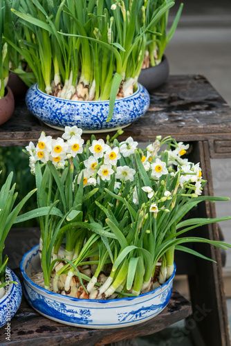 narcissus blooming photo