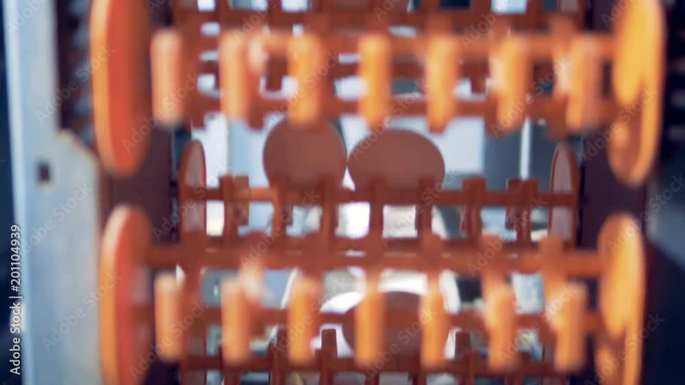 Conveyor belt lifting white eggs Conveyor belt lifting white eggs