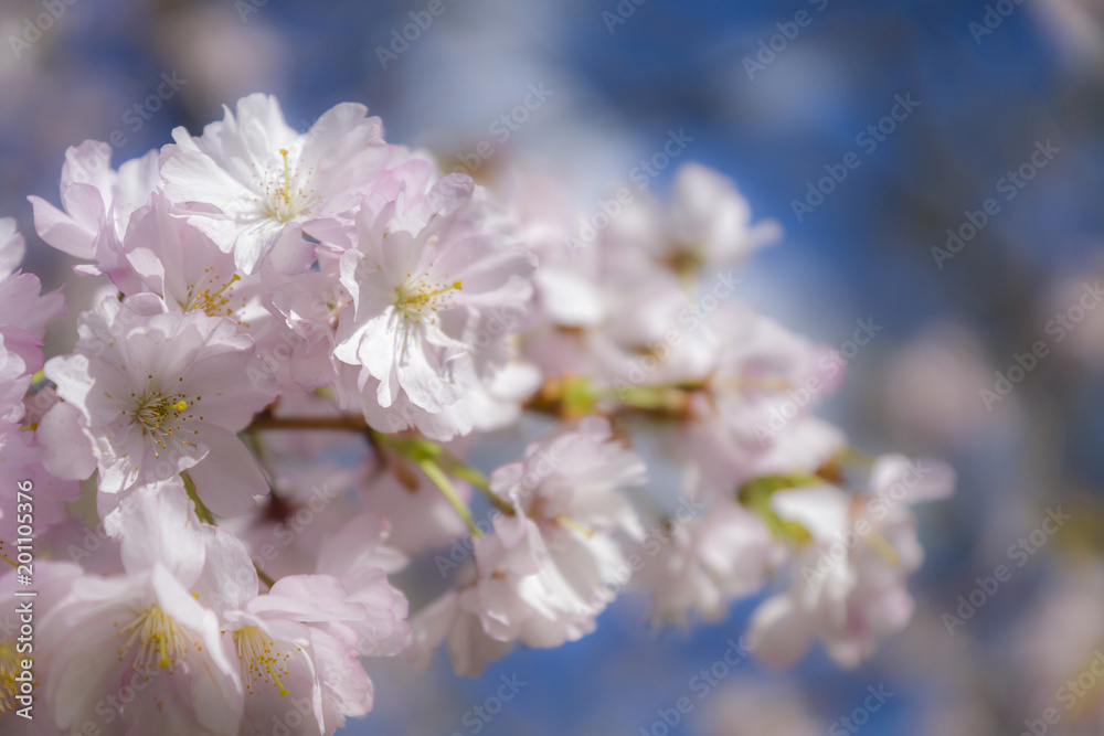 Kirschblüten im Sonnenschein