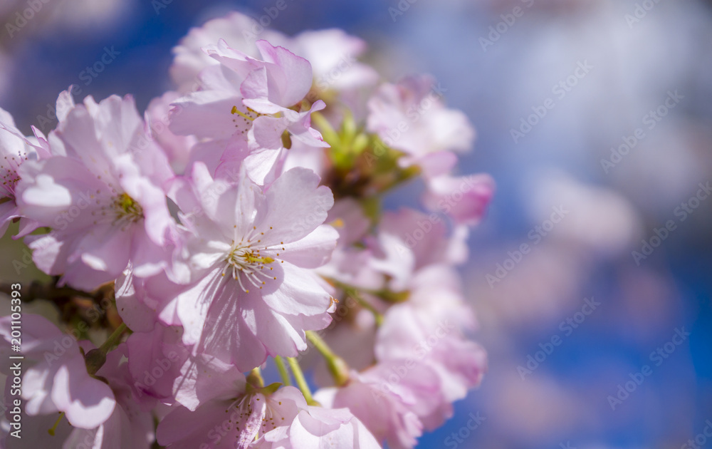 Kirsch Blüten im Sonnenlicht mit blauen Himmel Kirsch Blüten im Sonnenlicht mit blauen Himmel
