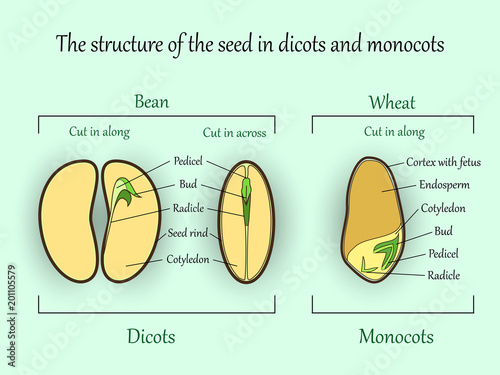 Vector education botany banner, structure monocot and dicot plant seeds in a cut sections. Agricultural biology soil and ecolody science illustration.