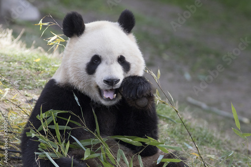 Oso panda comiendo bambu