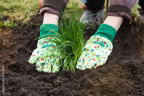 woman's hands planting chives in garden in early spring - healthy lifestyle - gardening