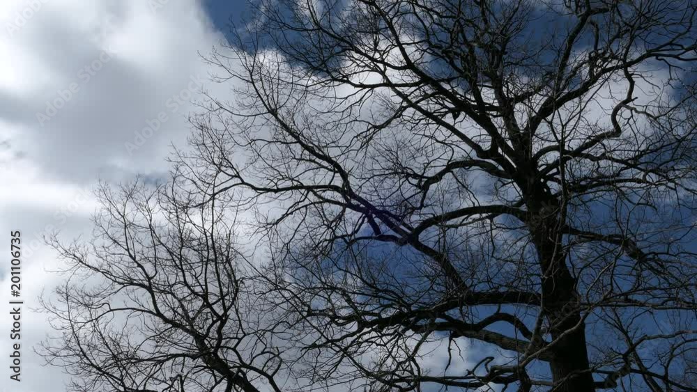 Tree Branch On Blue Sky Background In Spring Sunny Day Tree Branch On Blue Sky Background In Spring Sunny Day