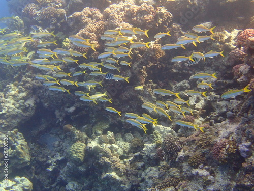 Group of fish in the Red Sea.
