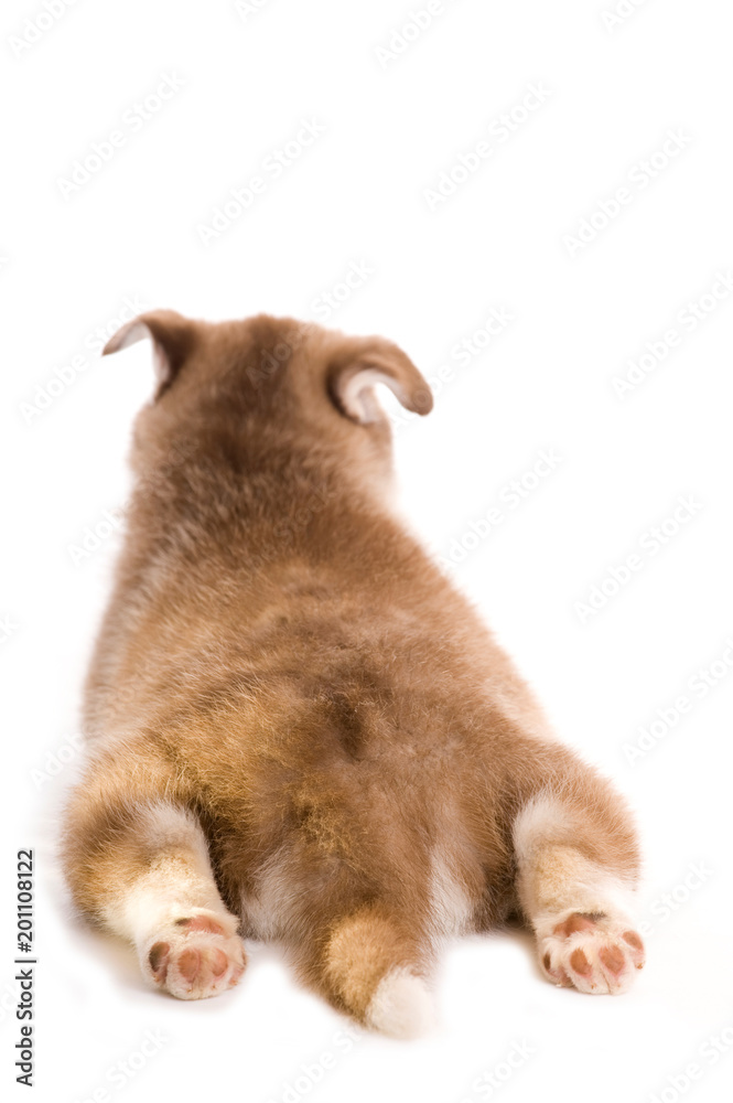 Sibirian Husky Welpe von hinten isoliert auf weißem Hintergrund Sibirian Husky Welpe von hinten isoliert auf weißem Hintergrund