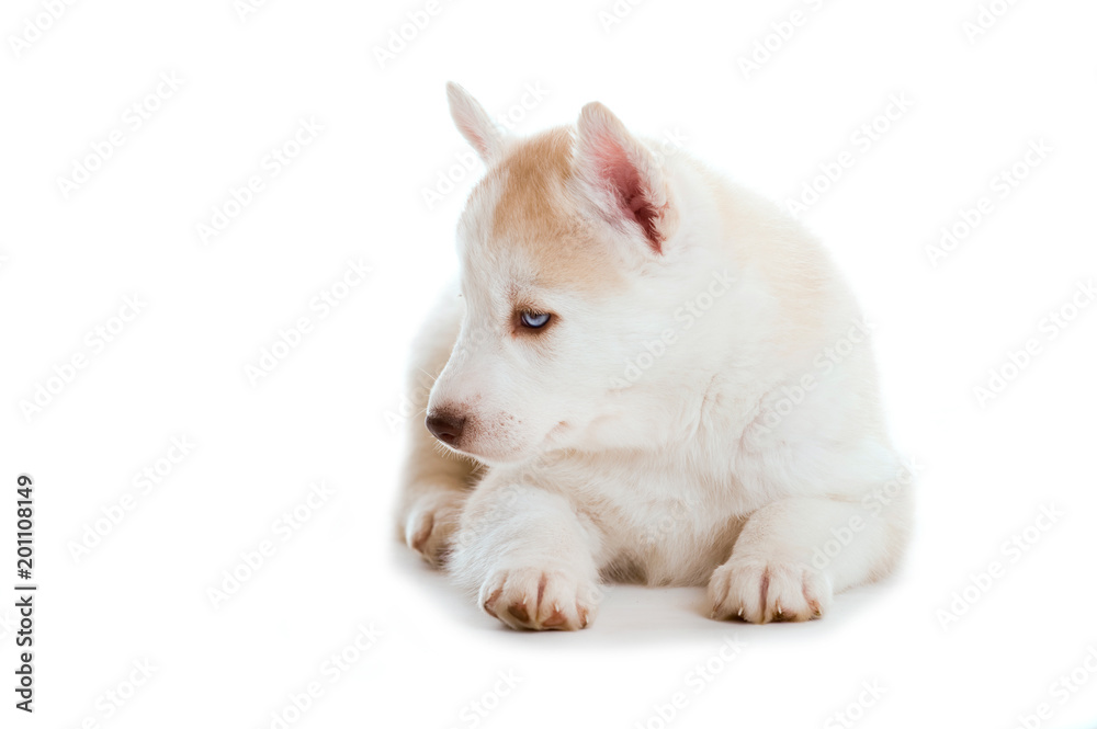 Sibirian Husky Welpe schaut zur Seite isoliert auf weißem Hintergrund Sibirian Husky Welpe schaut zur Seite isoliert auf weißem Hintergrund