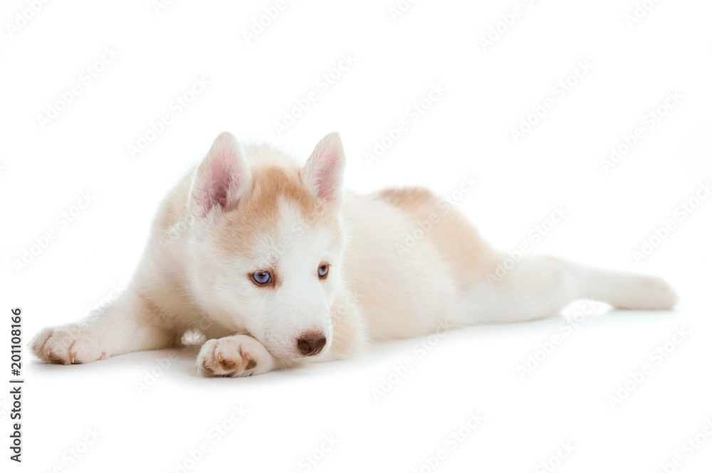 Sibirian Husky Welpe isoliert auf weißem Hintergrund Sibirian Husky Welpe isoliert auf weißem Hintergrund