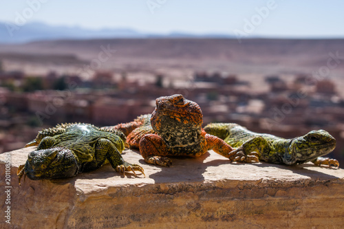 Tres Lagartos Verde y Naranja Posando En Ouarzazate  Marruecos Ait Ben Haddou