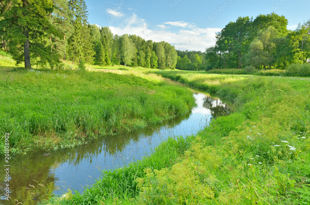 Sunny landscape in the forest.