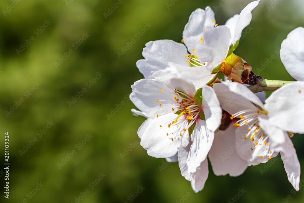 Fototapeta premium Flowering almond tree branch close