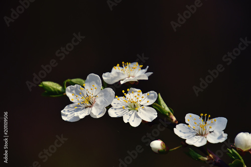  twig of a fruit tree showered with small delicate white flowers