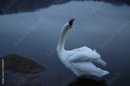 Fototapeta Naklejka Na Ścianę i Meble -  White mute swan
