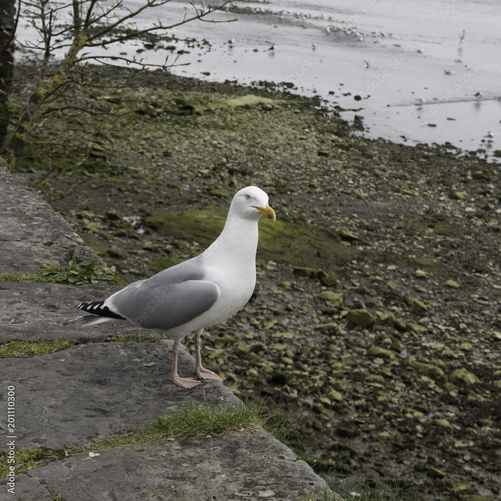 Fototapeta premium Seagull on a stone wall