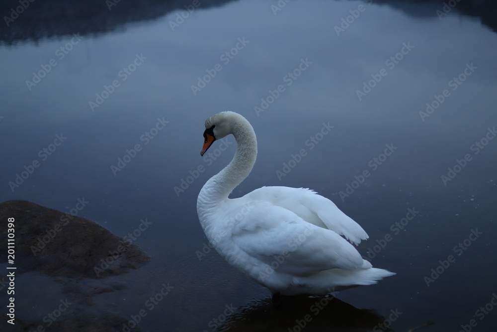 White mute swan White mute swan