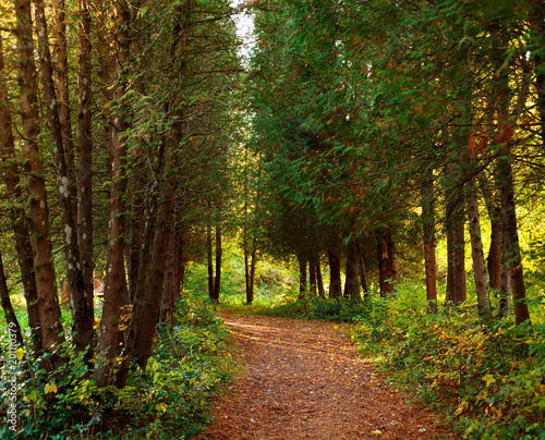 Path in botanical garden park with trees © okostia