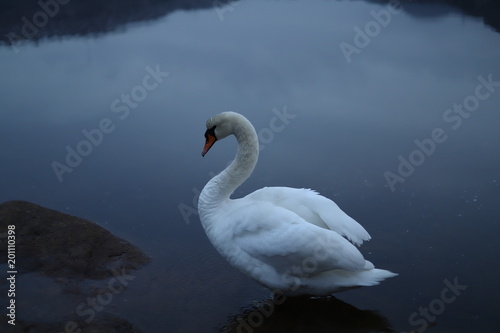 Fototapeta Naklejka Na Ścianę i Meble -  White mute swan