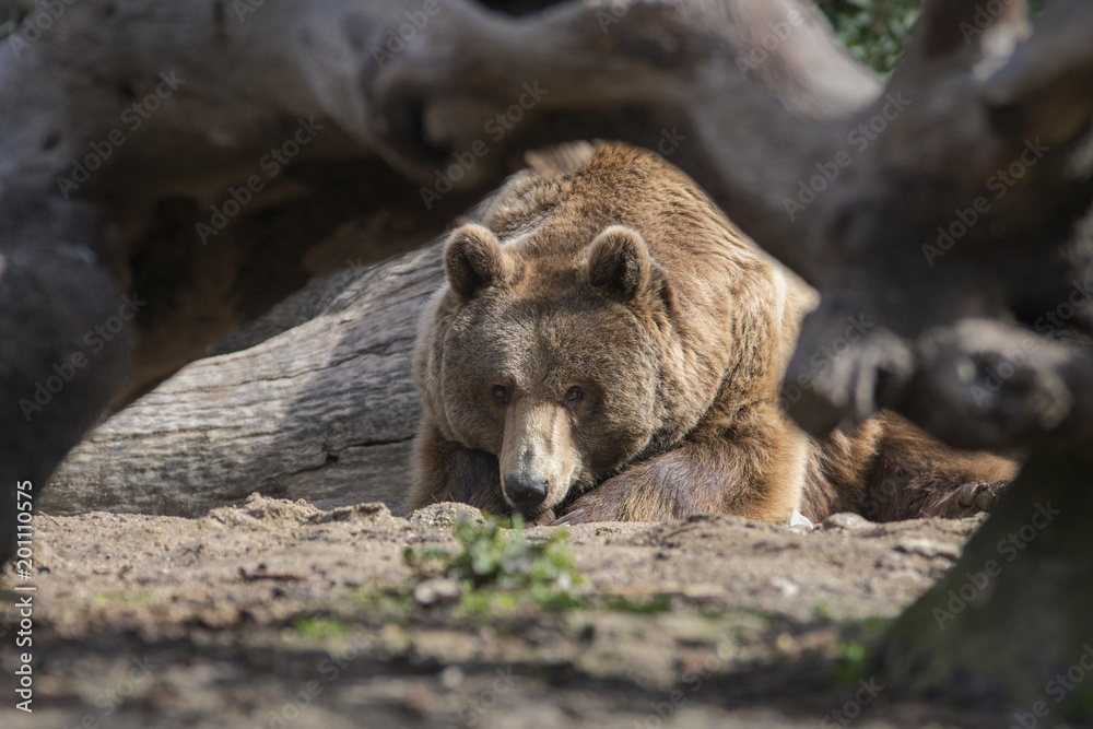 Oso pardo descansando en una roca Oso pardo descansando en una roca