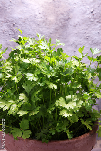 Homegrown and aromatic herb parsley in old clay pot.