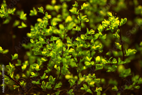 stock-photo-tree-bush-green-leaves