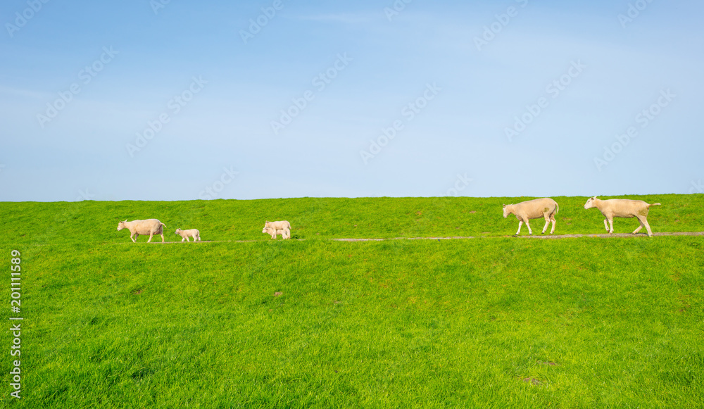 Fototapeta premium Sheep on a green dike along a lake in sunlight in spring