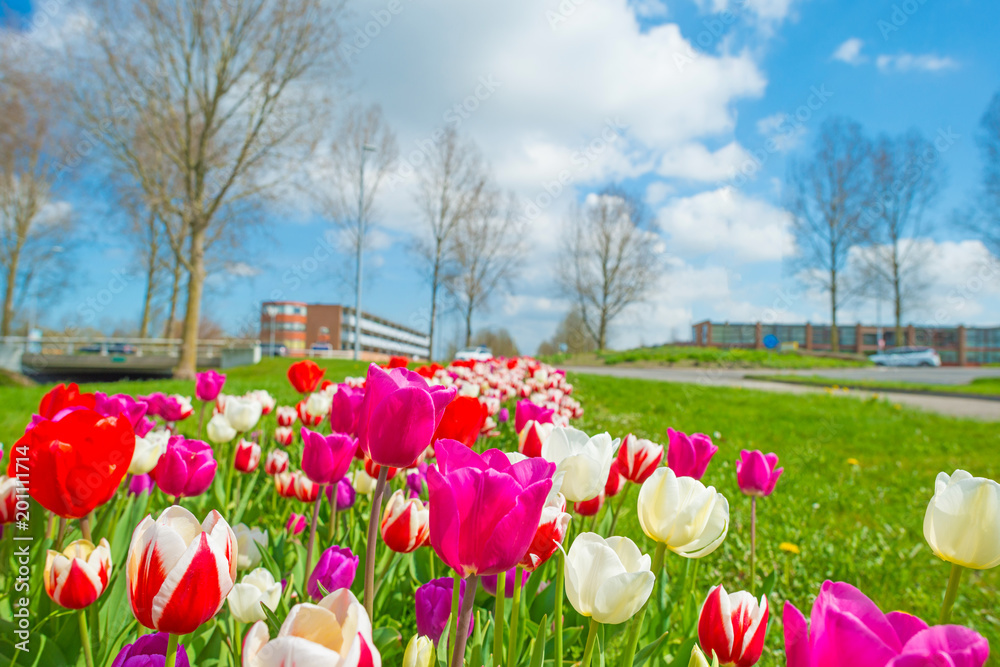 Field with colorful tulips below a blue sky in spring Field with colorful tulips below a blue sky in spring