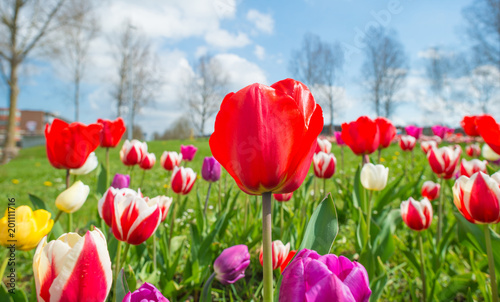 Field with colorful tulips below a blue sky in spring