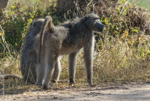 Baboon  mother and son  South Africa