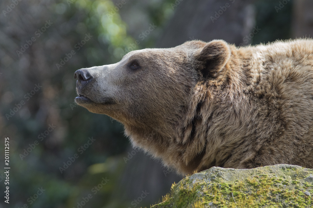 Oso pardo olisqueando