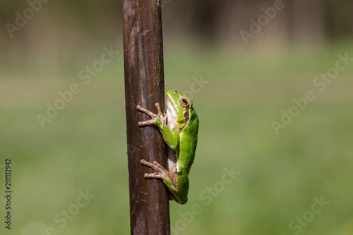 Green Tree Frog resting on Reed, blur background, Isola della Cona, Monfalcone, Italy, amphibian, frog, full frame, copy space