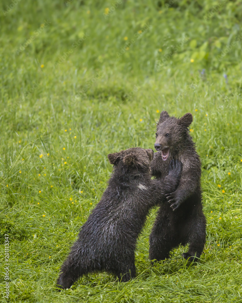Fototapeta premium Cute two brown grizzly bear cubs Ursus arctos playing together resembling wrestling contest on fresh grass after hard rain. Wildlife photography scene of secret animal family life in nature habitat.