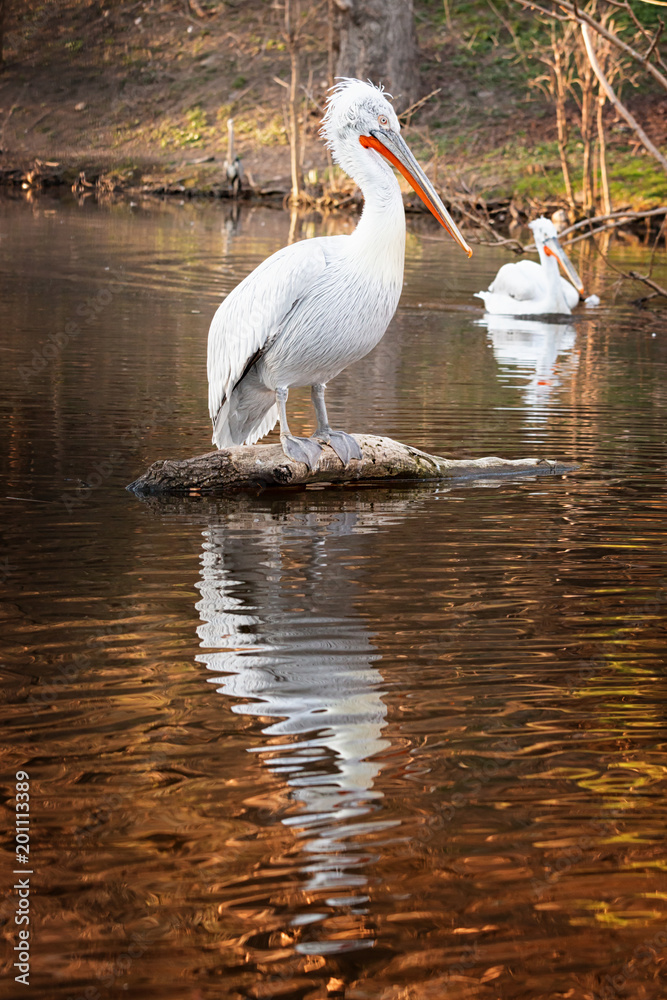 Pelican Pelican