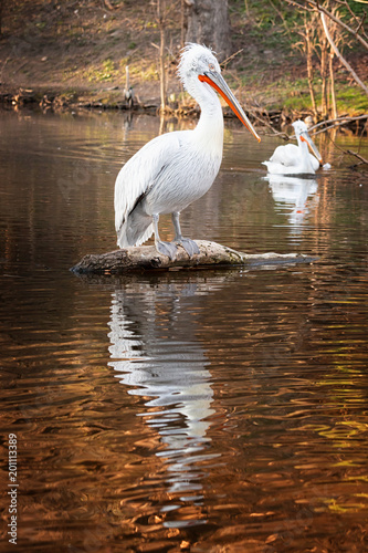 Pelican