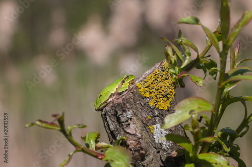 European Tree Frog resting on branch in swamp, blur background, Isola della Cona, Monfalcone, Italy, amphibian, Green frog, full frame, copy space