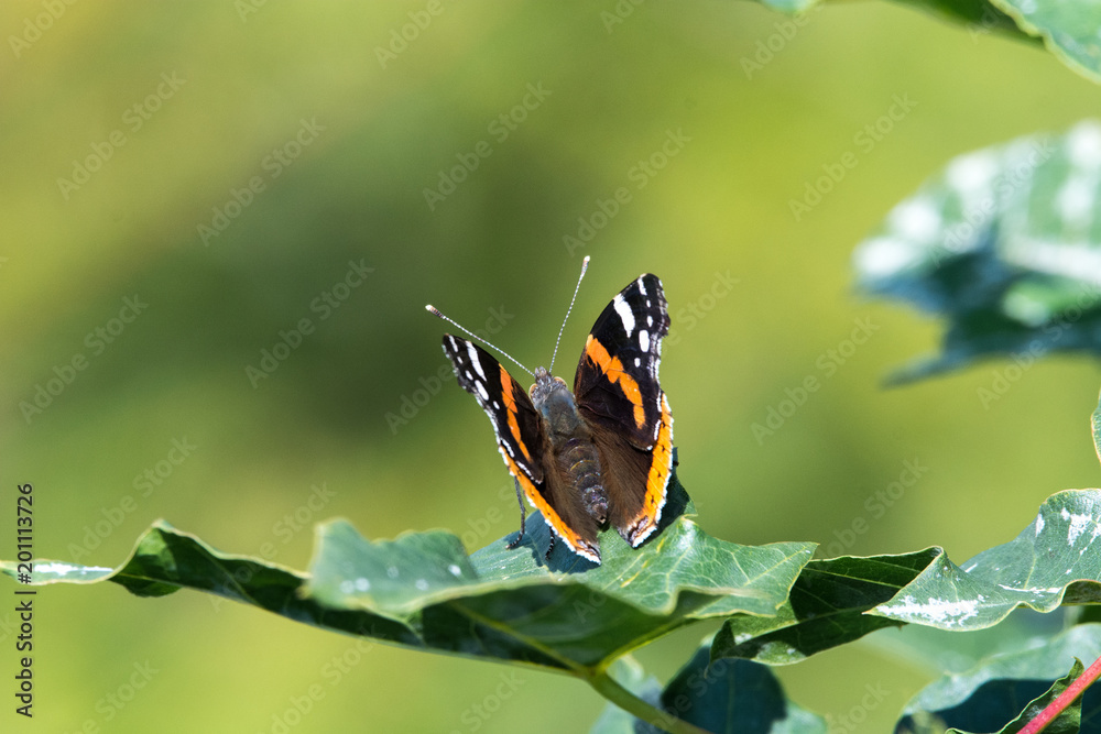 Vanessa atalanta, red admiral butterfly close up Vanessa atalanta, red admiral butterfly close up