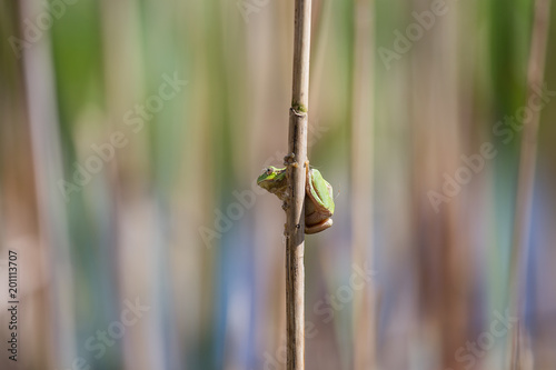 uropean Green Tree Frog on reed hanging, blurry colorful background, Green Tree Frog, Isola della Cona, Monfalcone, Italy, amphibian, frog, full frame, copy space