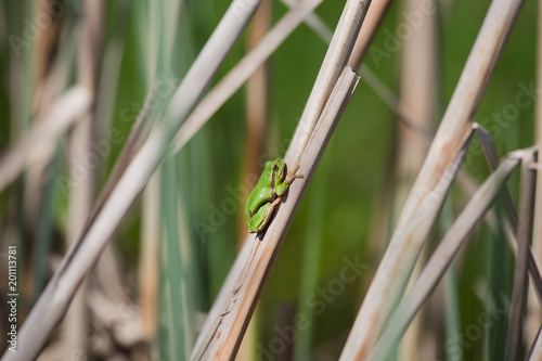 European tree Frog resting on cane in swamp - European Green Tree Frog