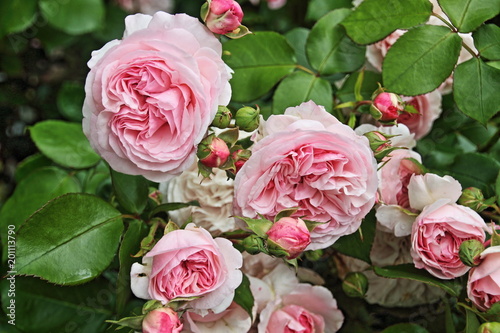 Fototapeta Naklejka Na Ścianę i Meble -  rosa englische Strauchrose