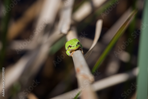 European Tree Frog resting on cane in swamp, Green Tree Frogblur background, Isola della Cona, Monfalcone, Italy, amphibian, frog, full frame, copy space