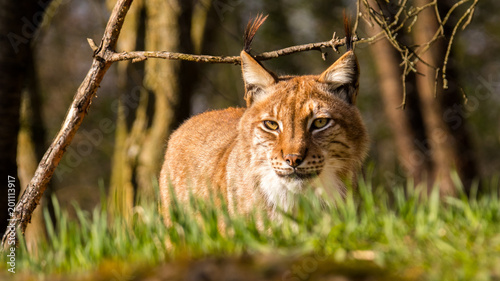 Der Luchs schleicht sich an