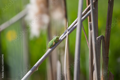 Tree Frog taking sun on cane in swamp, European Green Tree Frog, blur background, Isola della Cona, Monfalcone, Italy, amphibian, frog, full frame, copy space