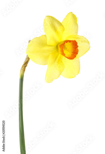 Fototapeta Naklejka Na Ścianę i Meble -  Single narcissus flower isolated on a white background