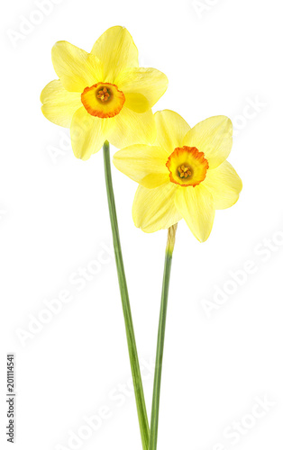 Fototapeta Naklejka Na Ścianę i Meble -  Two narcissus flower isolated on white background. Yellow narcissus.
